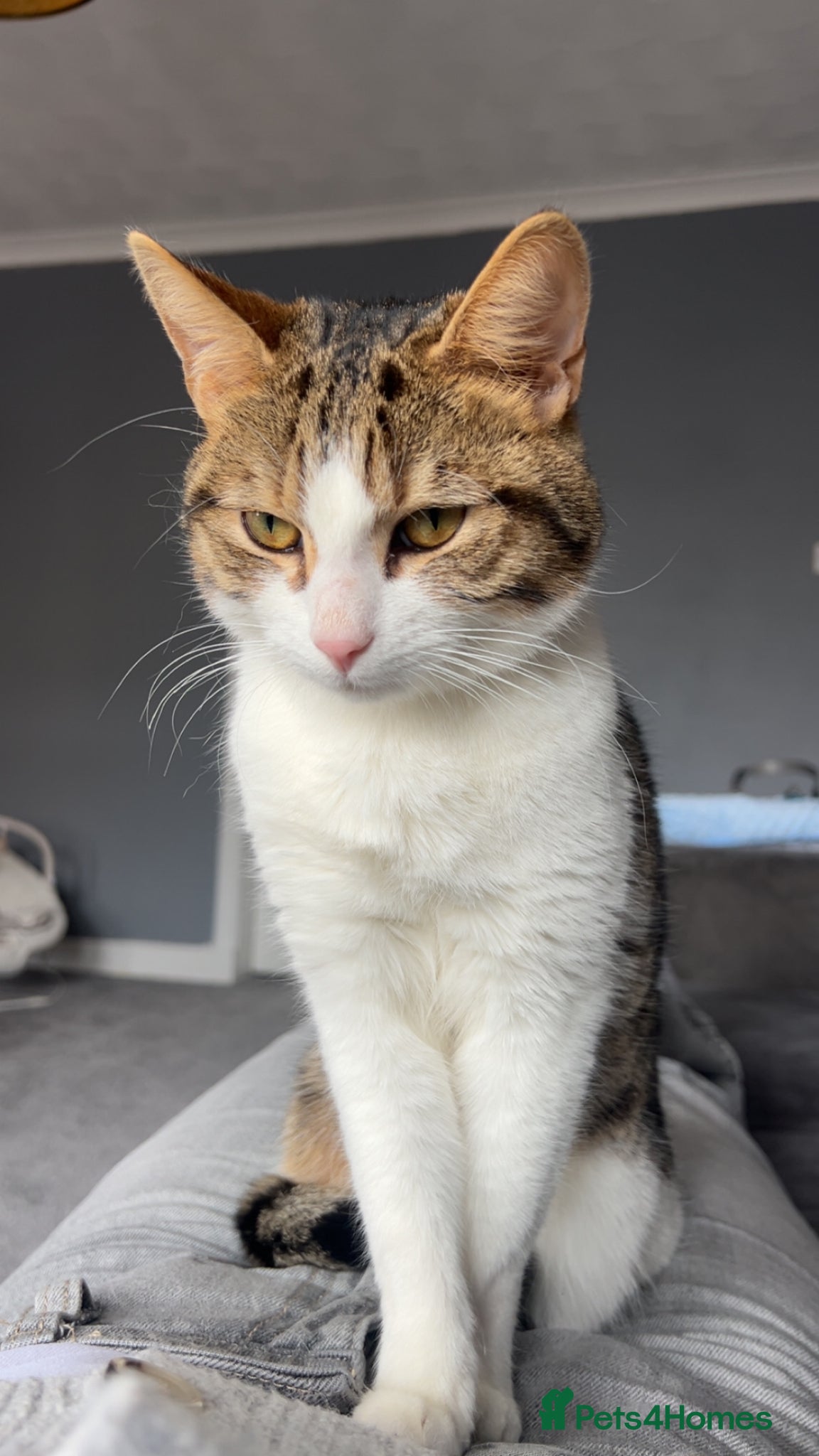 Brazilian Shorthair cats Brittle short hair for sale  - Advert 1