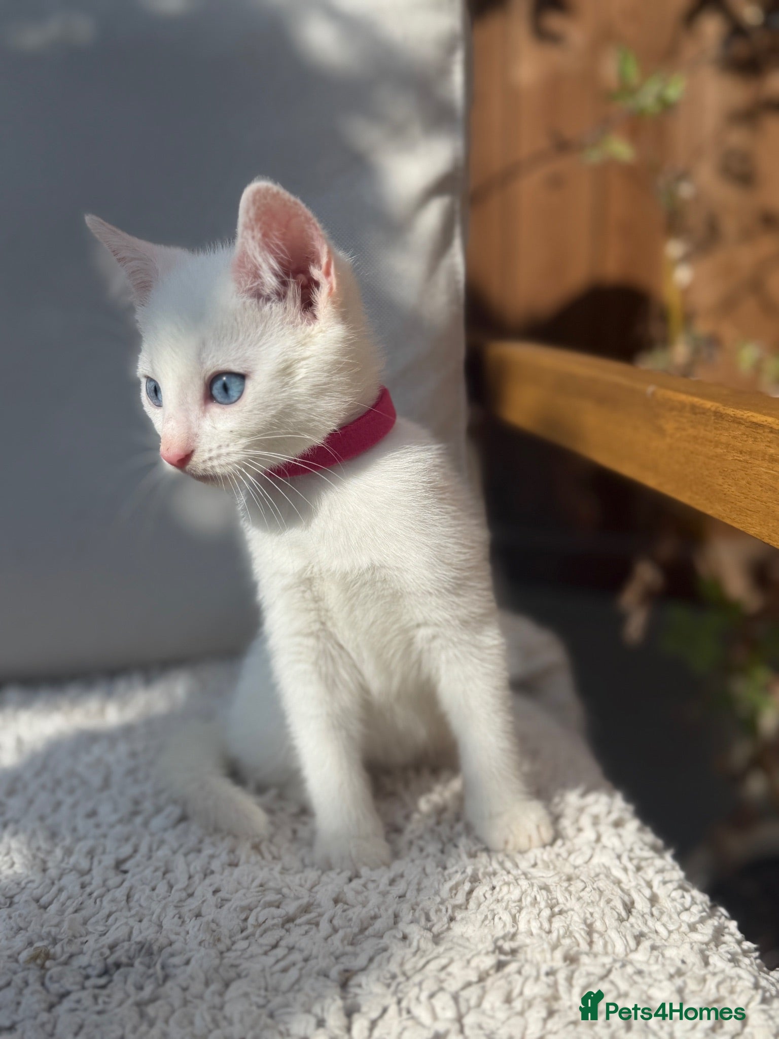 Turkish Angora cats 😻  Turkish Angora X Kittens - Advert 2