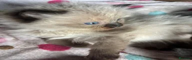 Ragdoll 4