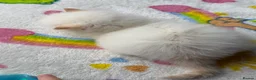 Ragdoll cats for sale: Full TICA Reg Ragdolls - Advert 17