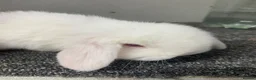 Dwarf Lop rabbits for sale: Red eyed white dwarf lop does  - Advert 3