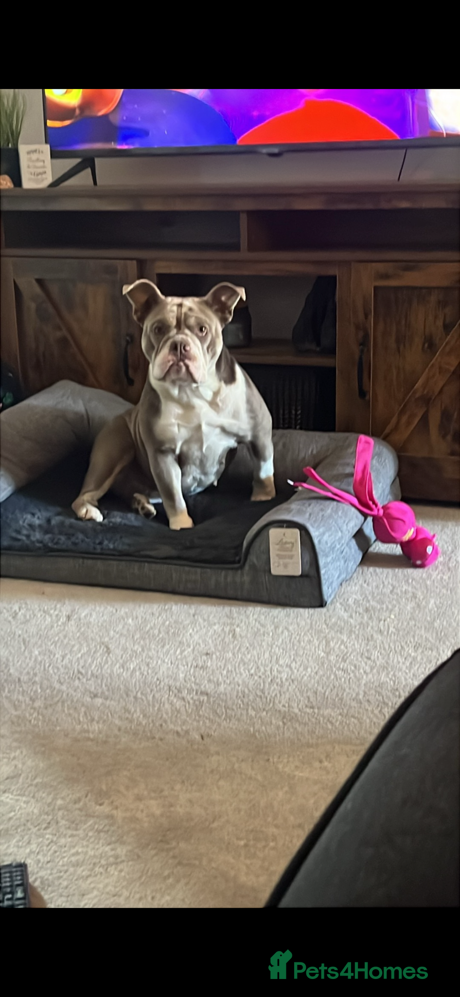 Olde English Bulldogge dogs Olde English bulldog  - Advert 5