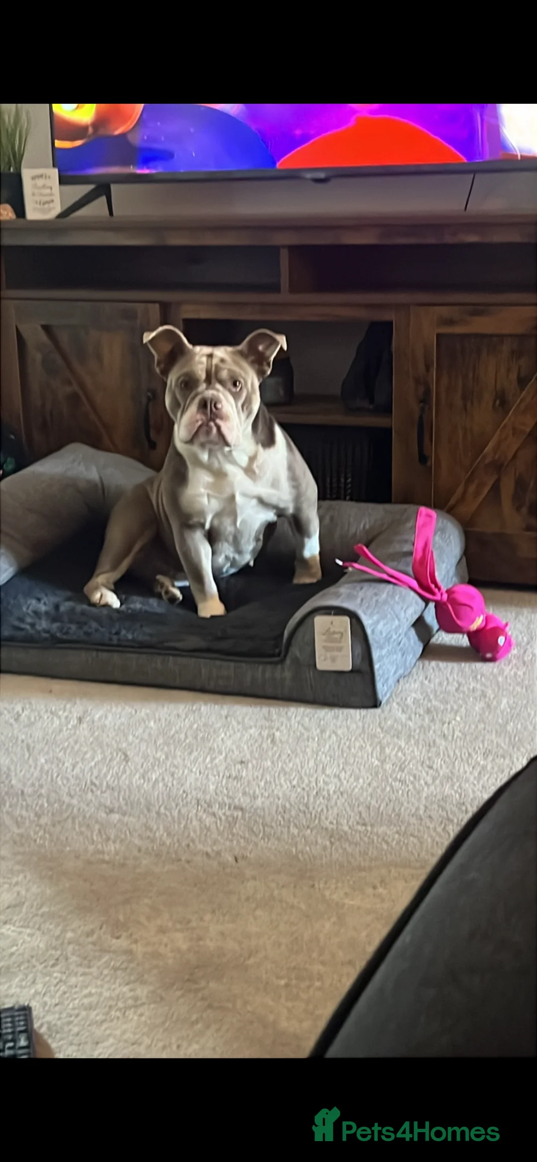 Olde English Bulldogge dogs for sale: Olde English bulldog  - Advert 1