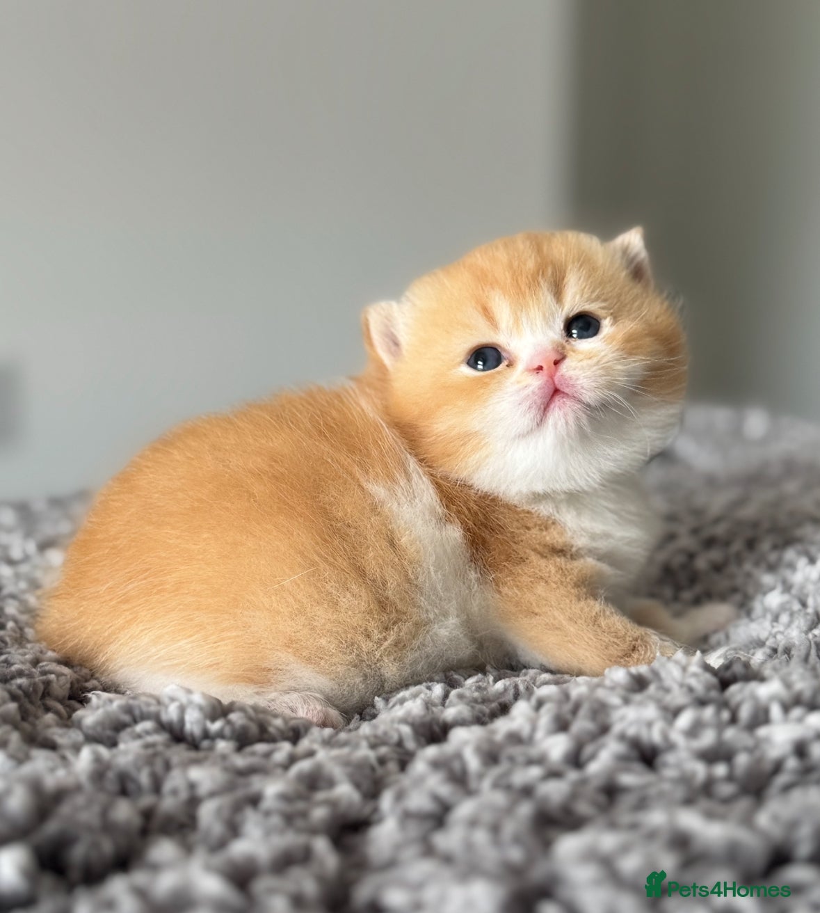 British Shorthair cats Stunning red bi colour gen ticked TICA reg (Sep ) - Advert 3