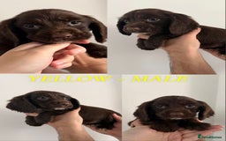 Sprocker dogs for sale: Sprocker puppies ready next week !  - Image 4