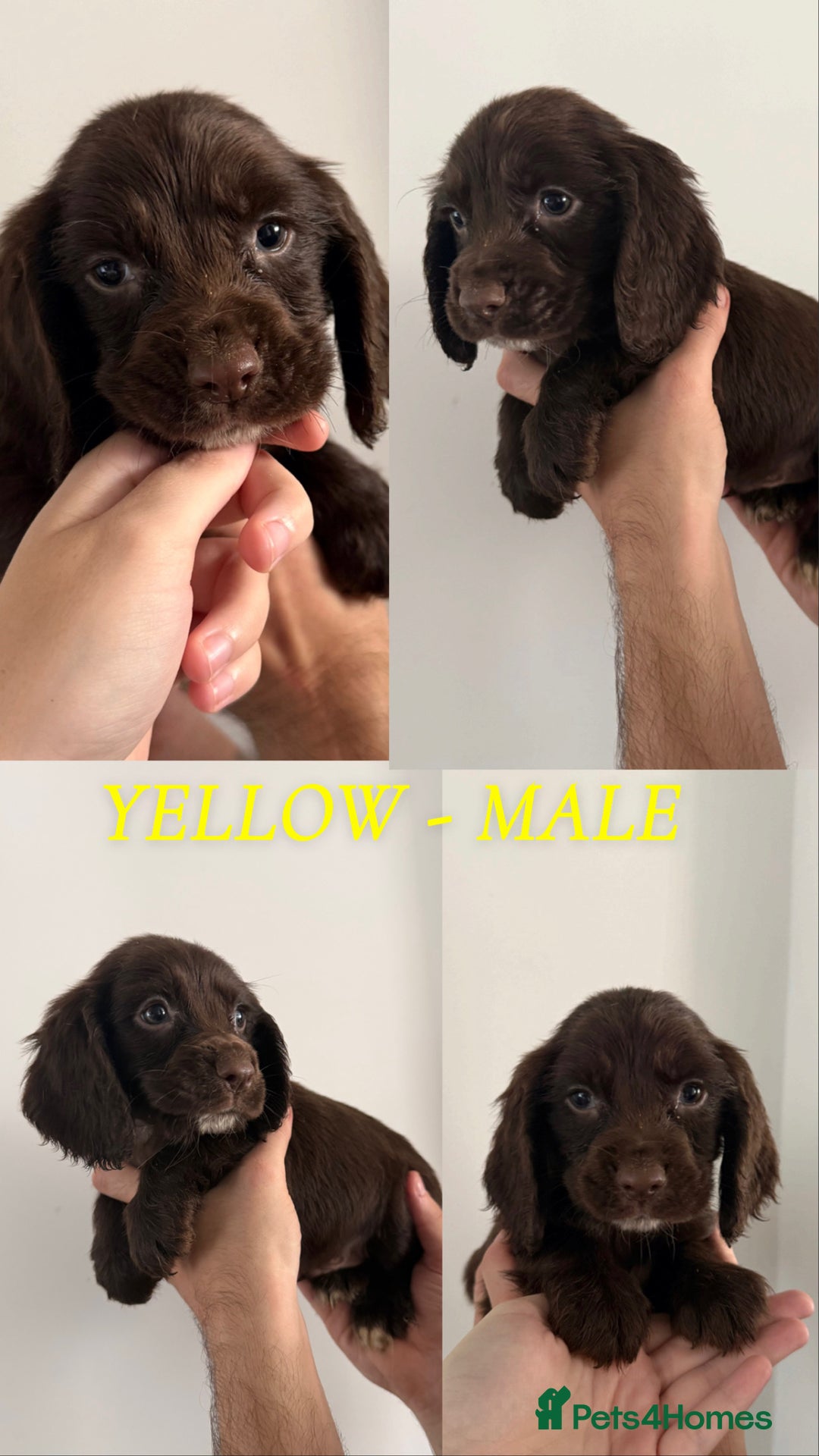 Sprocker dogs for sale: Sprocker puppies ready next week !  - Image 4