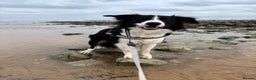 Border Collie dogs for stud: 🐾 Handsome Purebred Border Collie Stud 🐾 - Advert 7