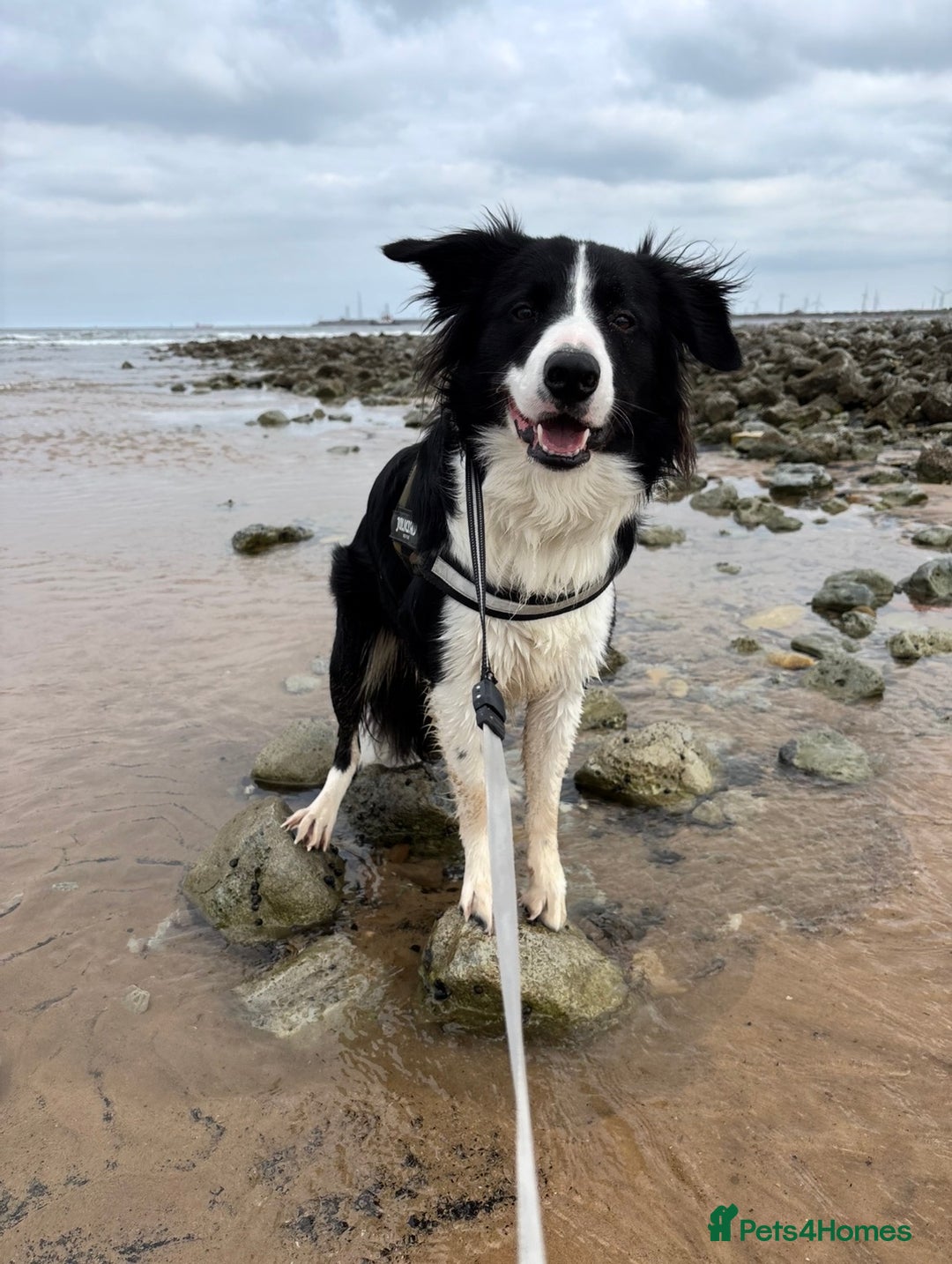 Border Collie dogs for stud: 🐾 Handsome Purebred Border Collie Stud 🐾 - Advert 7