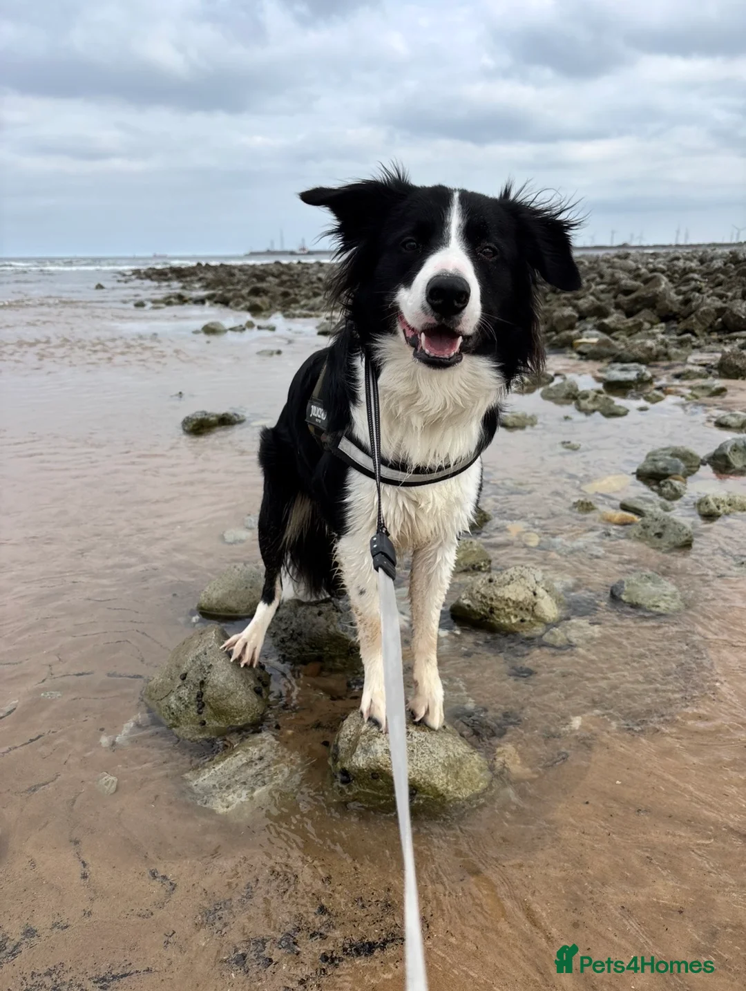 Border Collie dogs for stud: 🐾 Handsome Purebred Border Collie Stud 🐾 - Advert 7