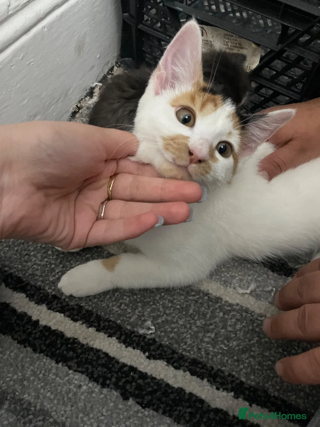 Mixed Breed cats for sale: Kittens for sale in Bradford - Advert 2