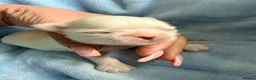 Maltese dogs for sale: ✨💫🌟Bambelina Maltese✨💫🌟Korean Maltese Puppies  - Advert 3