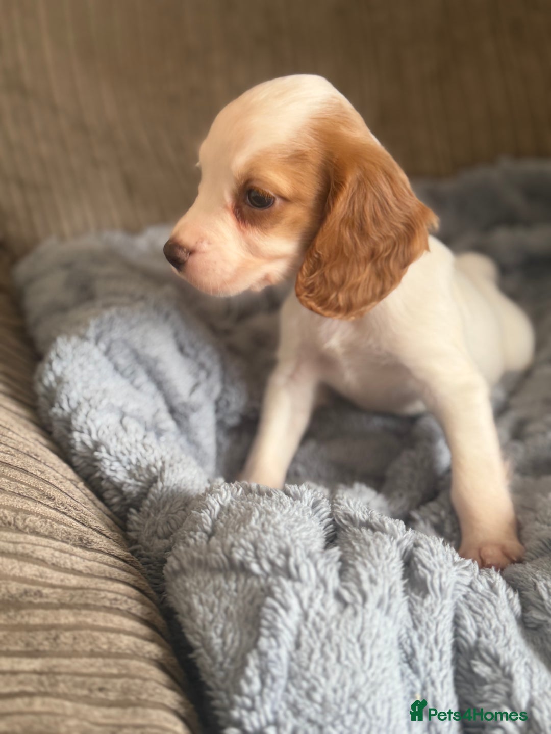 Cocker Spaniel dogs for sale: Stunning kc reg cocker spaniels READY TO LEAVE NOW - Image 6