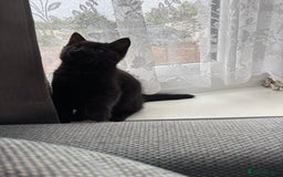 Mixed Breed cats for sale: *Kittens Ready For New Homes This Weekend!* - Image 7
