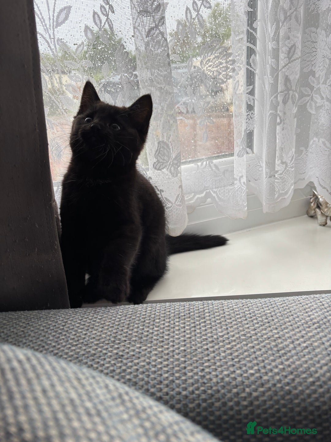 Mixed Breed cats for sale: *Kittens Ready For New Homes This Weekend!* - Image 7