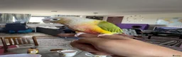 Conures birds for sale: Super Tame Hand-Reared Conure for Sale - Advert 2