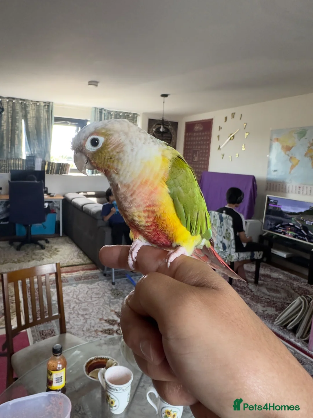 Conures birds for sale: Super Tame Hand-Reared Conure for Sale - Advert 2