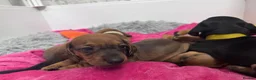 Dachshund dogs for sale: 9 adorable standard dachshund puppies available  - Advert 3