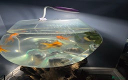 Fancy Goldfish fish for sale: Unique fish tank with stand - Image 1