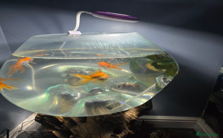Fancy Goldfish fish - Advert 13