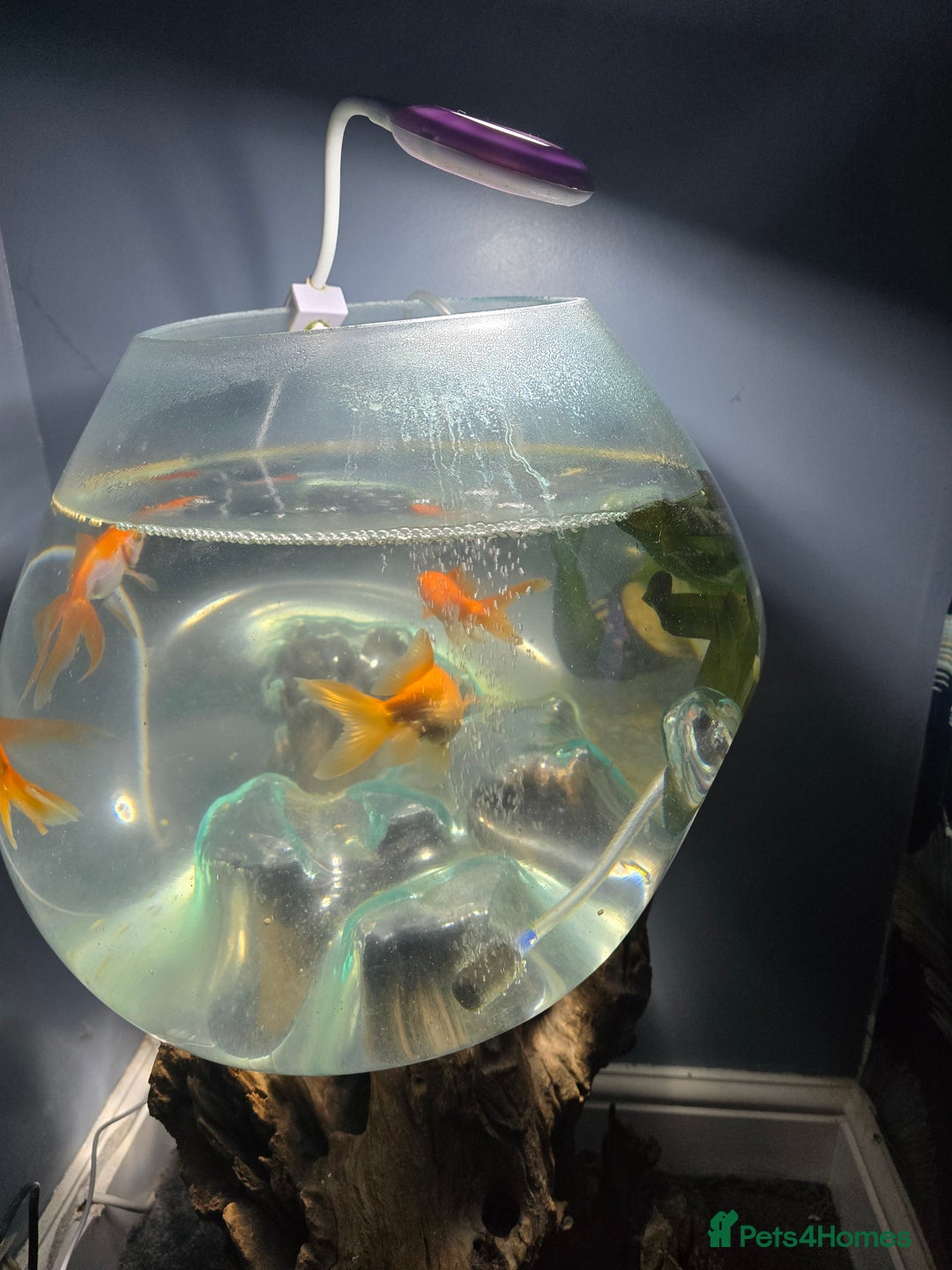 Fancy Goldfish fish for sale: Unique fish tank with stand - Image 1