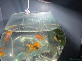 Fancy Goldfish fish - Advert 1