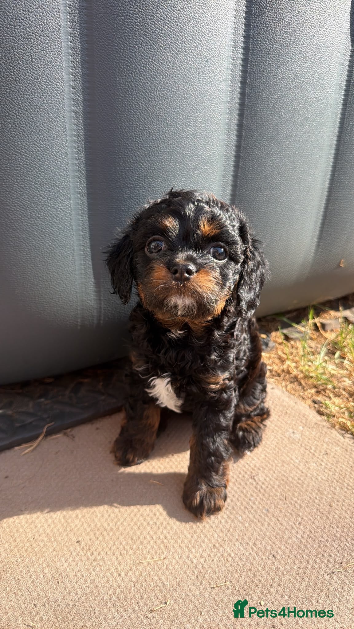 Cavapoochon dogs 💕Beautiful Princess Ready 4 Her Forever 🏡 20th  - Advert 1