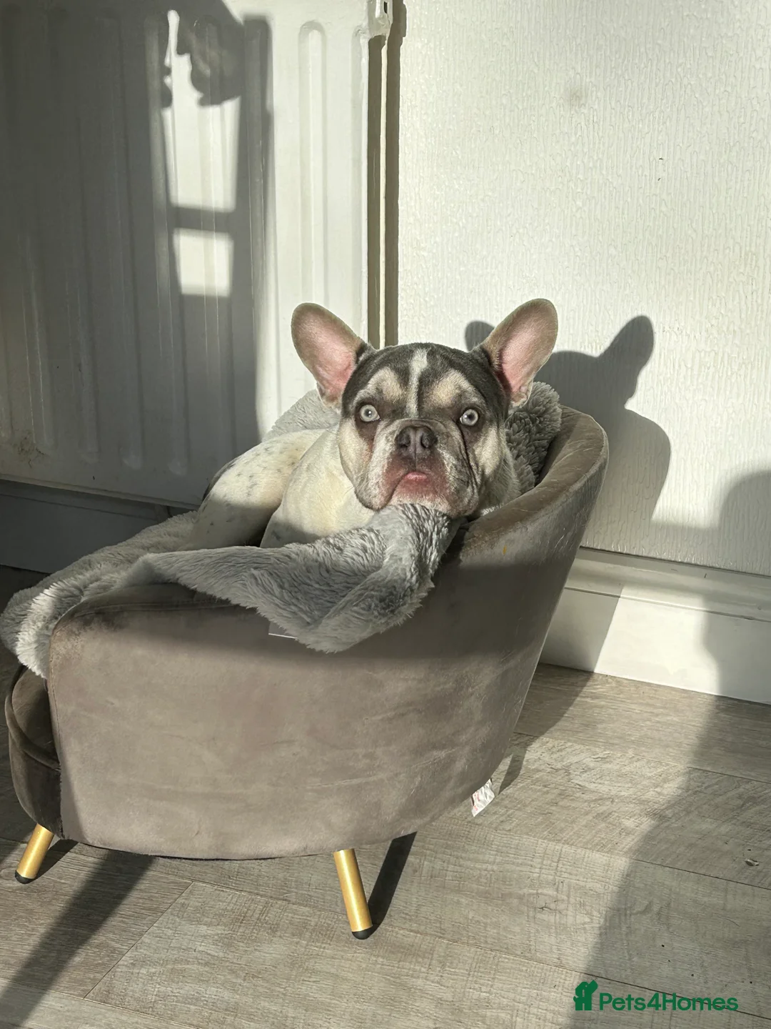 French Bulldog dogs for sale: Frenchie for rehoming - Advert 5