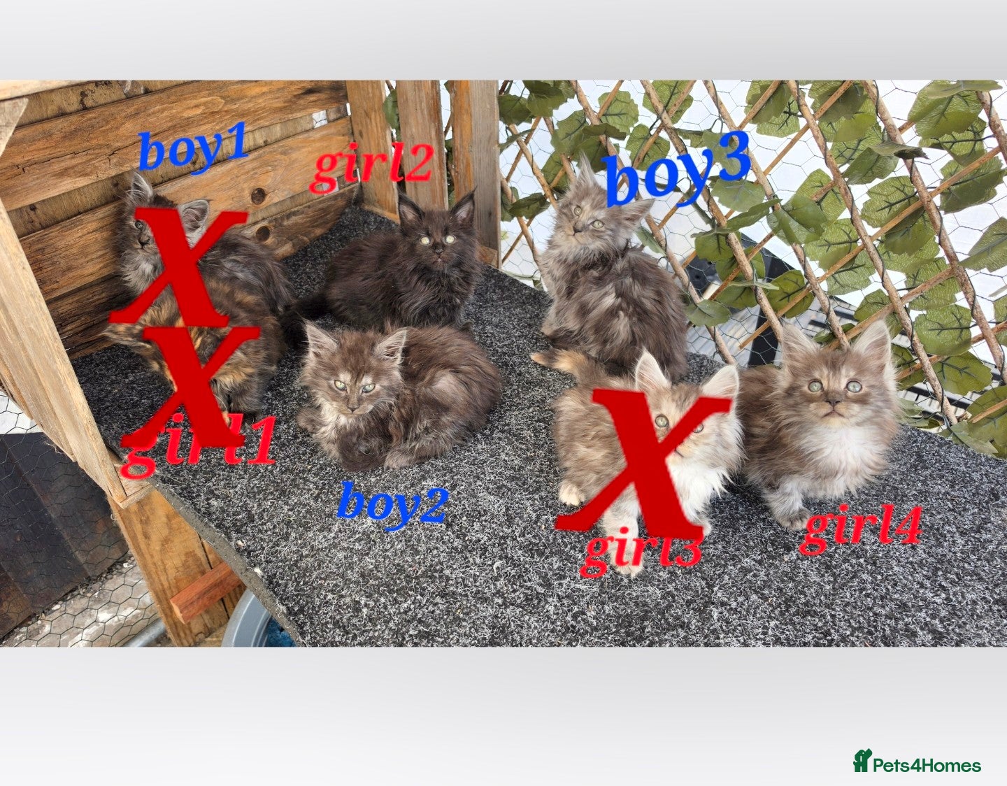 Maine Coon cats Maine coon kittens  - Advert 1