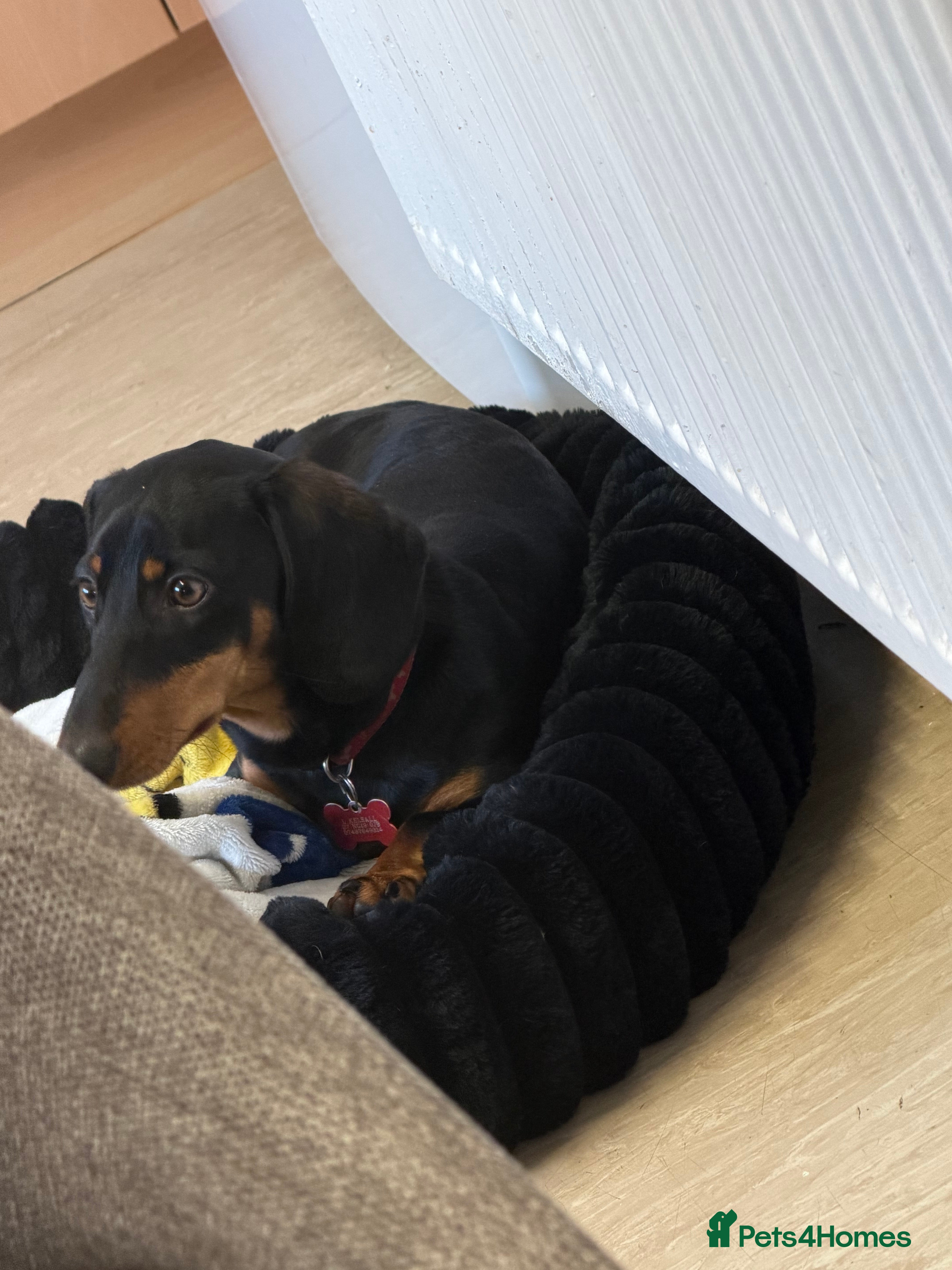 Miniature Dachshund dogs Black and brown dash hound 9 month old  - Advert 2