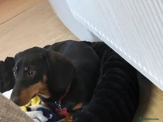 Miniature Dachshund dogs Black and brown dash hound 9 month old - Advert 2