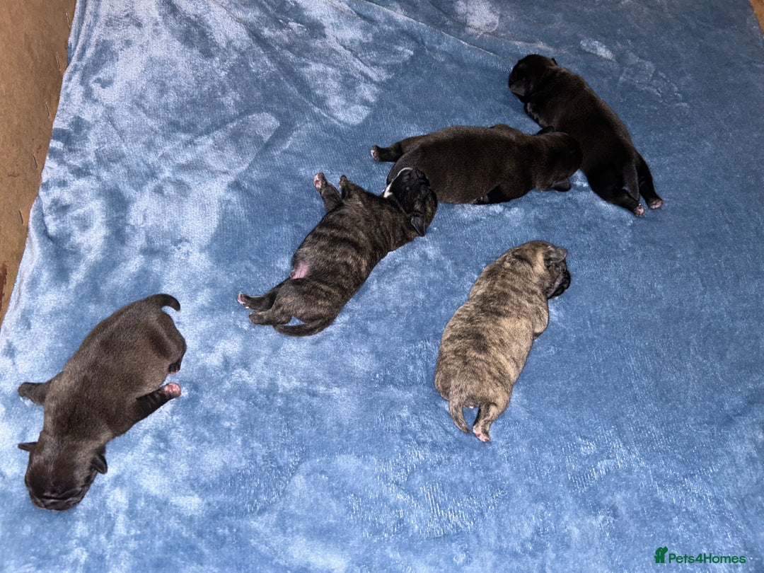 Frug dogs for sale: Frug puppies  - Advert 8