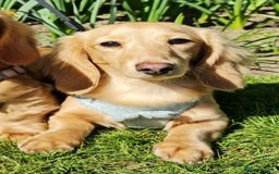 Miniature Dachshund dogs for stud: Beautiful KC Mini Long.H Full Eng. Cream Stud 🤍🐾 - Image 14