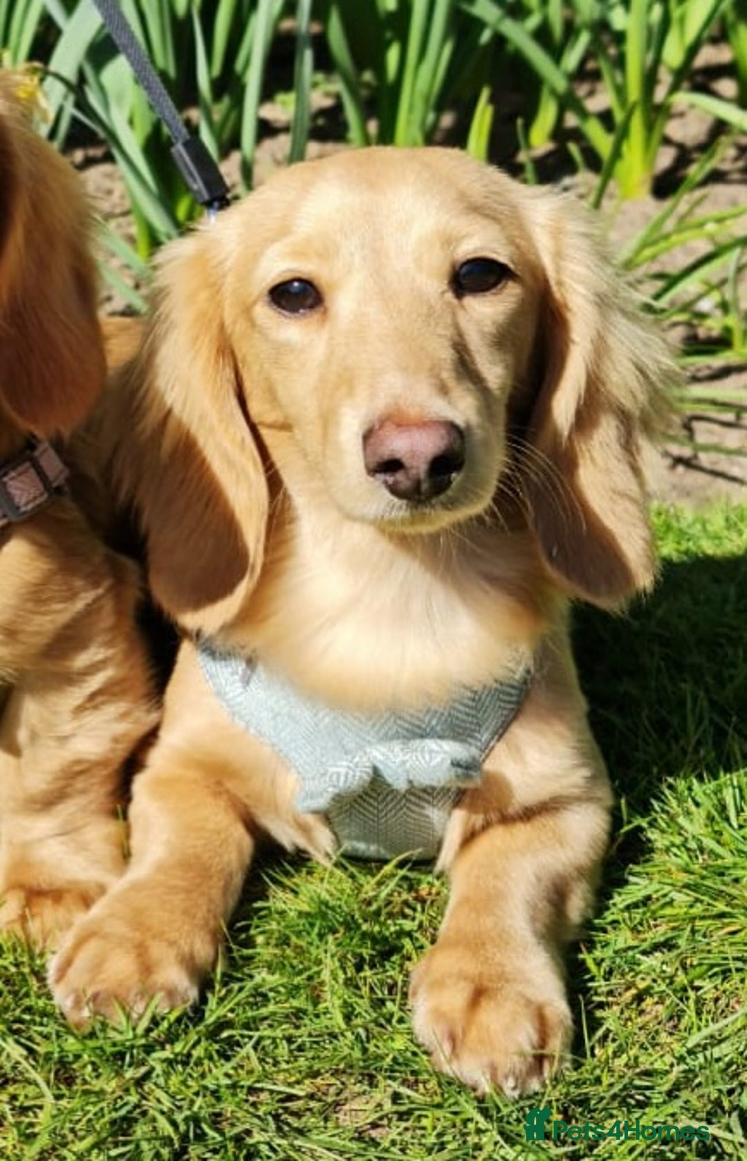 Miniature Dachshund dogs for stud: Beautiful KC Mini Long.H Full Eng. Cream Stud 🤍🐾 - Image 14