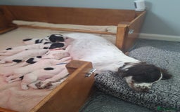 Cocker Spaniel dogs for sale: Beautiful cocker spaniel boys - Image 11