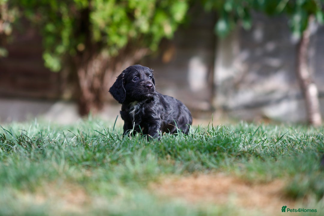 Cocker Spaniel dogs for sale: KC Reg – Fully Health Tested – Working Cocker Pups - Image 12
