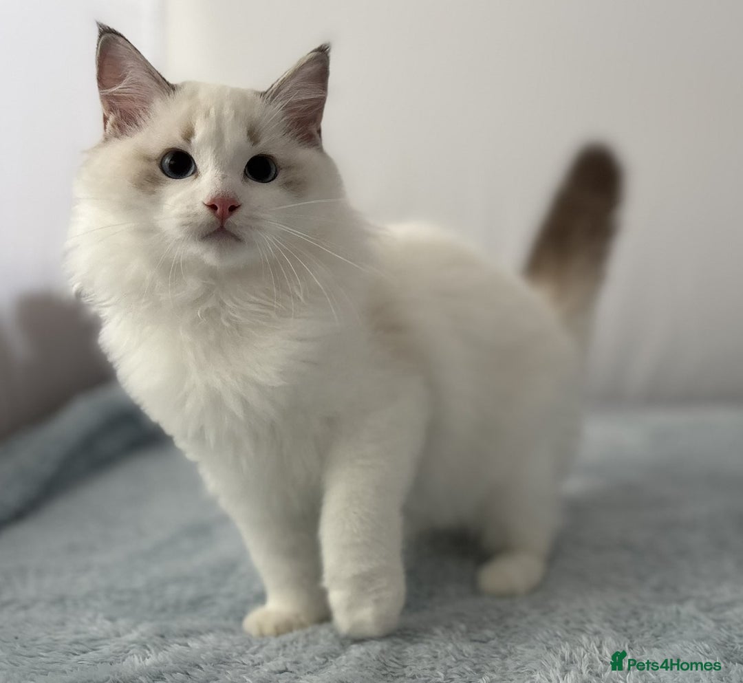 Ragdoll cats for sale: Playful Pedigree Ragdoll Kittens Available - Image 29
