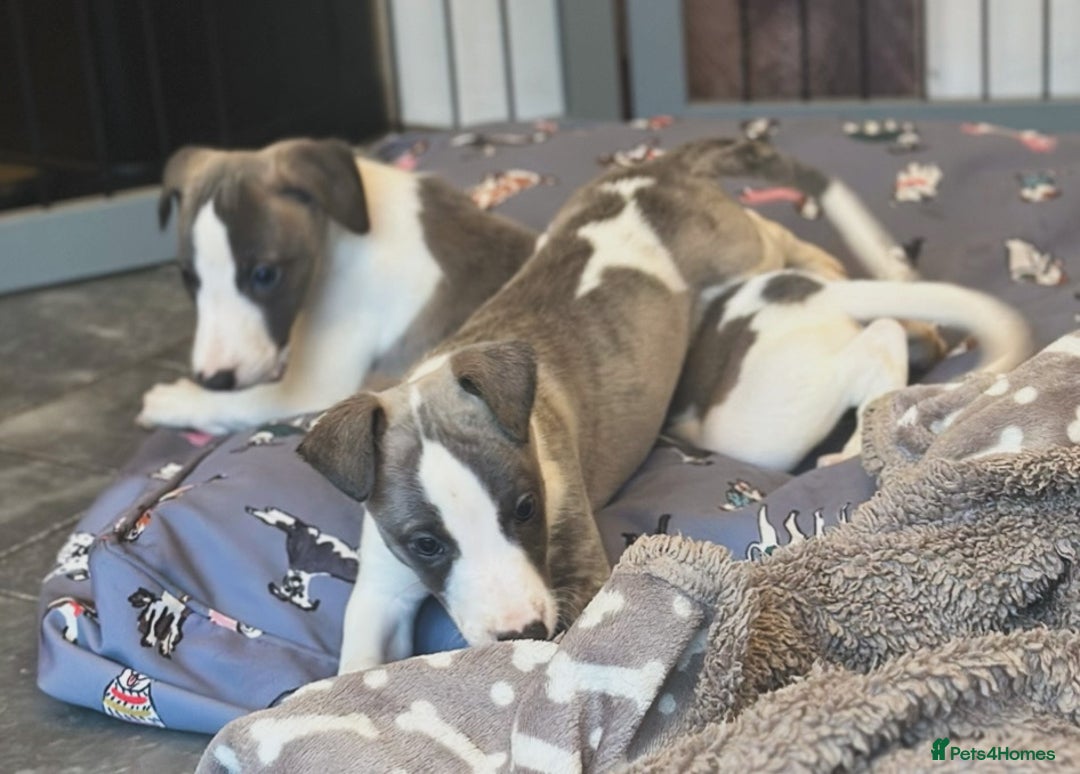 Whippet dogs for sale: 3 boys available  - Advert 11
