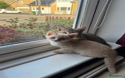 Mixed Breed cats for sale: 3 adorable kittens for sale  - Advert 11