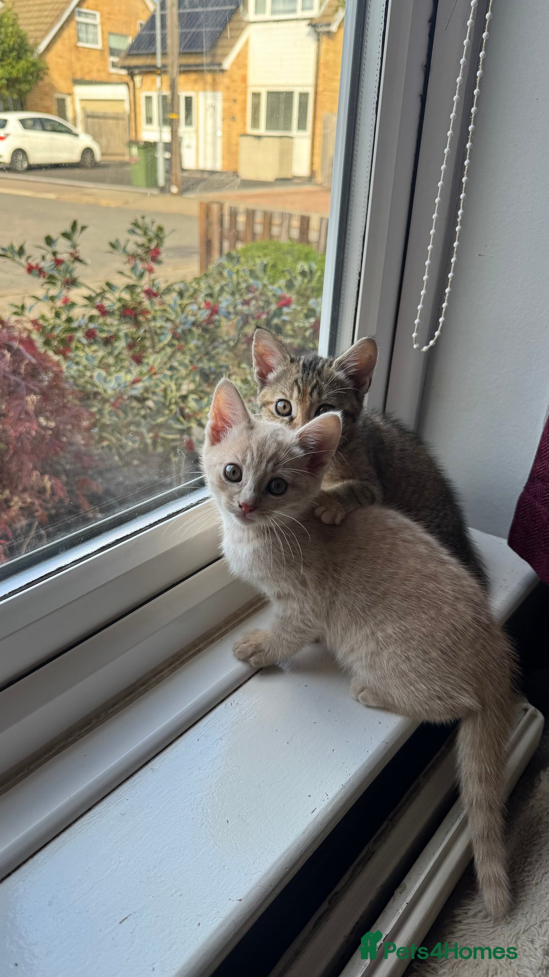 Mixed Breed cats for sale: 3 adorable kittens for sale  - Advert 11