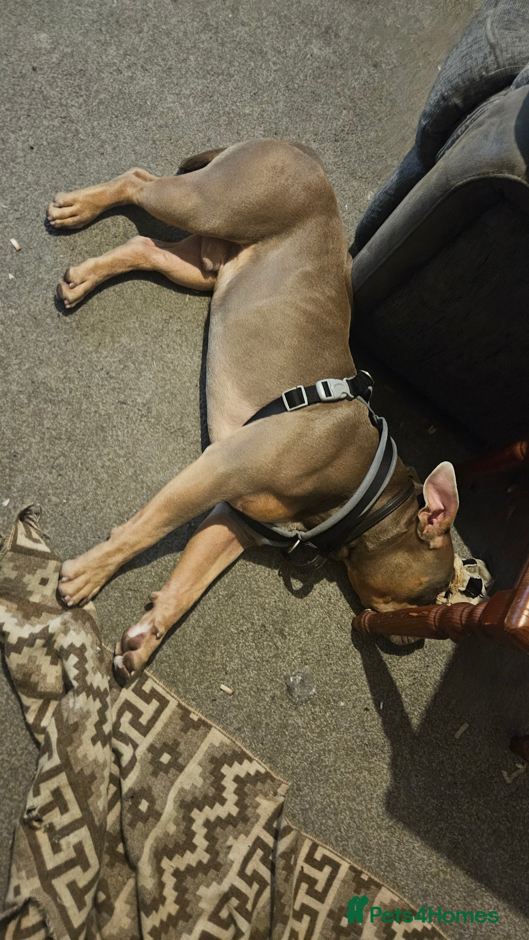 American Bulldog dogs for sale: American Bulldog - Advert 7