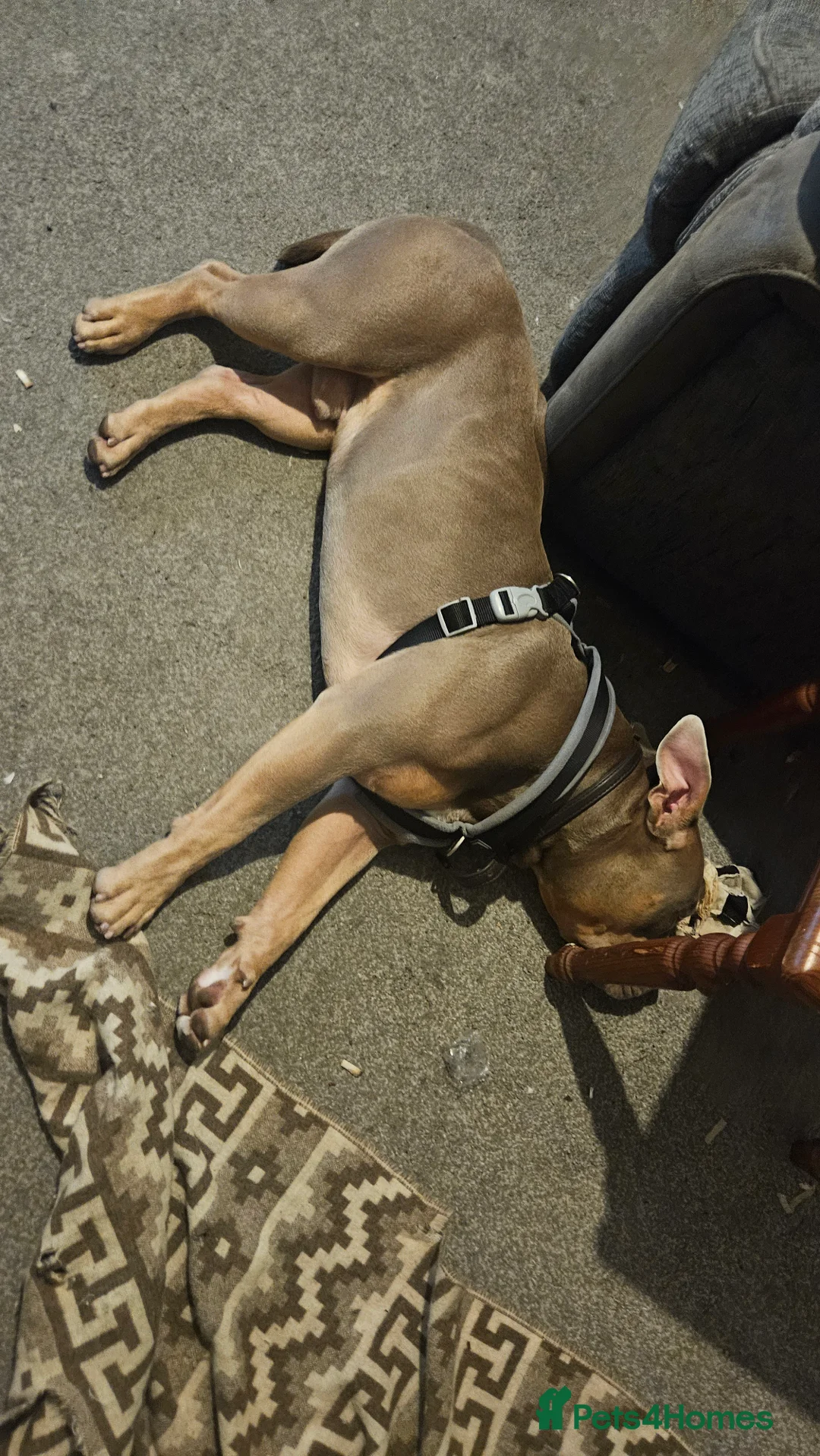 American Bulldog dogs for sale: American Bulldog - Advert 7