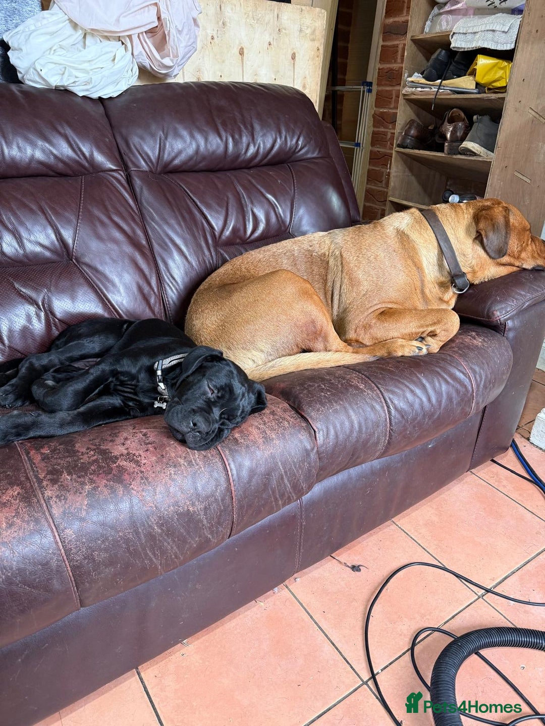 Mixed Breed dogs for sale: cane corso cross puppies  - Image 11