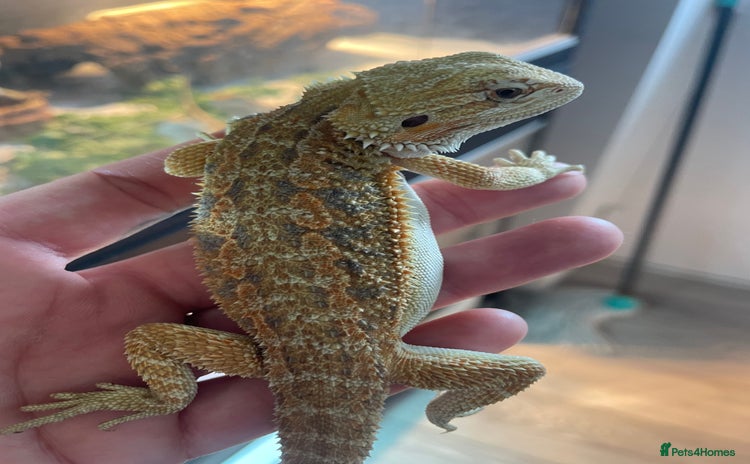 Bearded Dragon reptiles - Advert 3