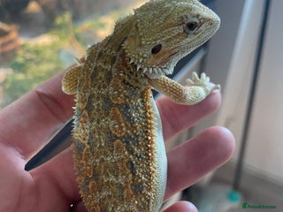 Bearded Dragon reptiles - Advert 5