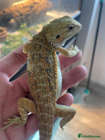 Bearded Dragon reptiles - Advert 3