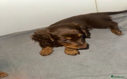 Dachshund dogs for sale: Mini long and smooth hair dachshund puppies  - Image 24