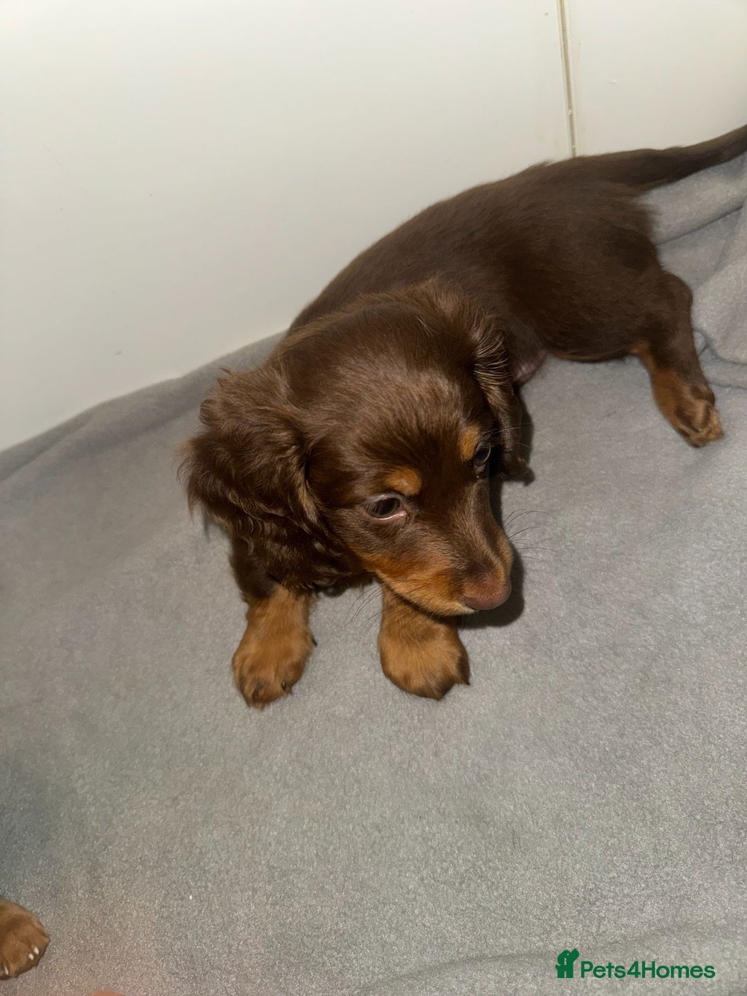 Dachshund dogs for sale: Mini long and smooth hair dachshund puppies  - Image 24