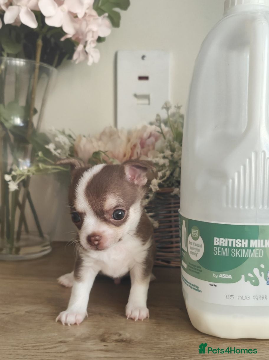 Chihuahua dogs 🌻Cute purebred chihuahua puppies🌻 - Advert 10