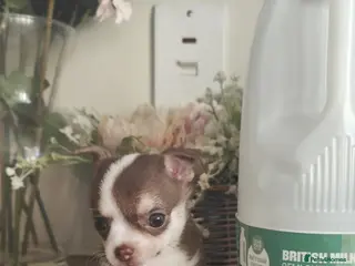 Chihuahua dogs 🌻Cute purebred chihuahua puppies🌻 - Advert 10