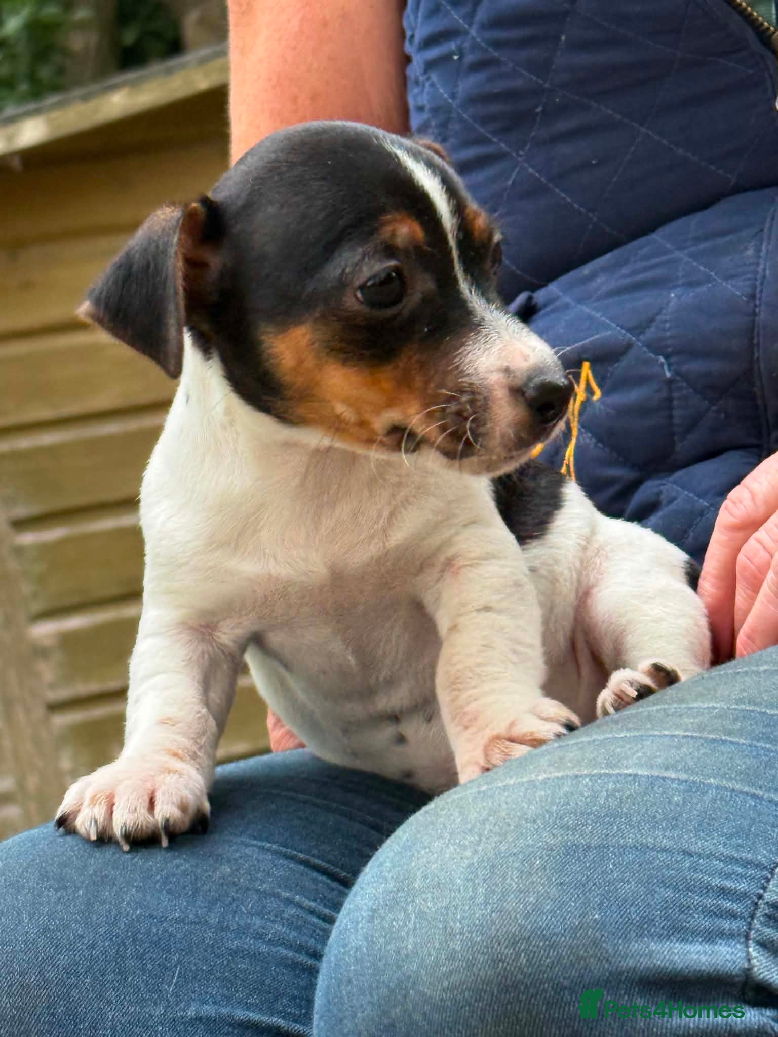 Jack Russell dogs Adorable Tri Coloured Miniature Jack Russell Pups - Advert 2